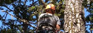 Man maintaining tree