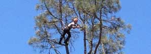 Man pruning tree