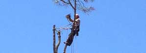 Man removing tree limbs