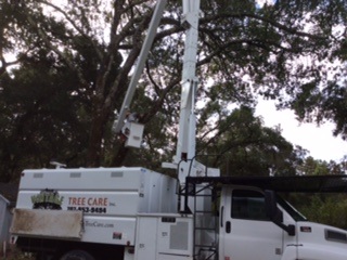 Vintage Tree Care boom truck extending to reach branches of tree.