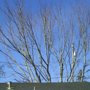 Santa Rosa Tree Pruning