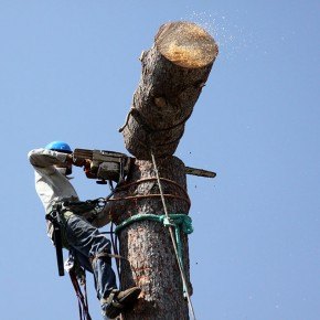 Removing a Tree from your Property