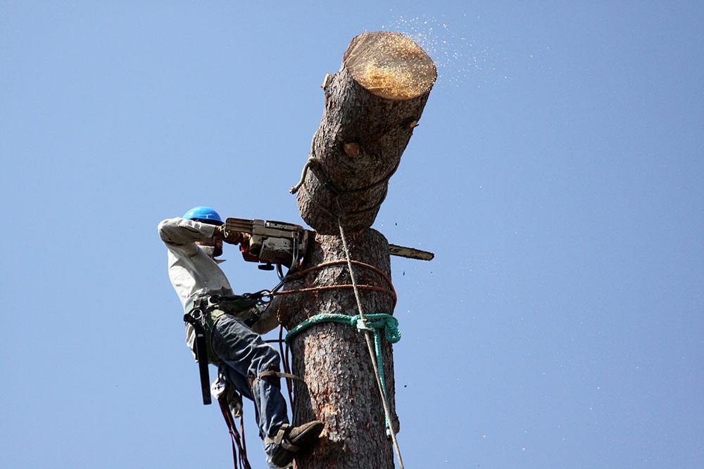 Removing a Tree from your Property