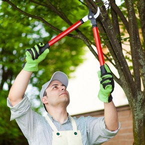 Pruning your Trees