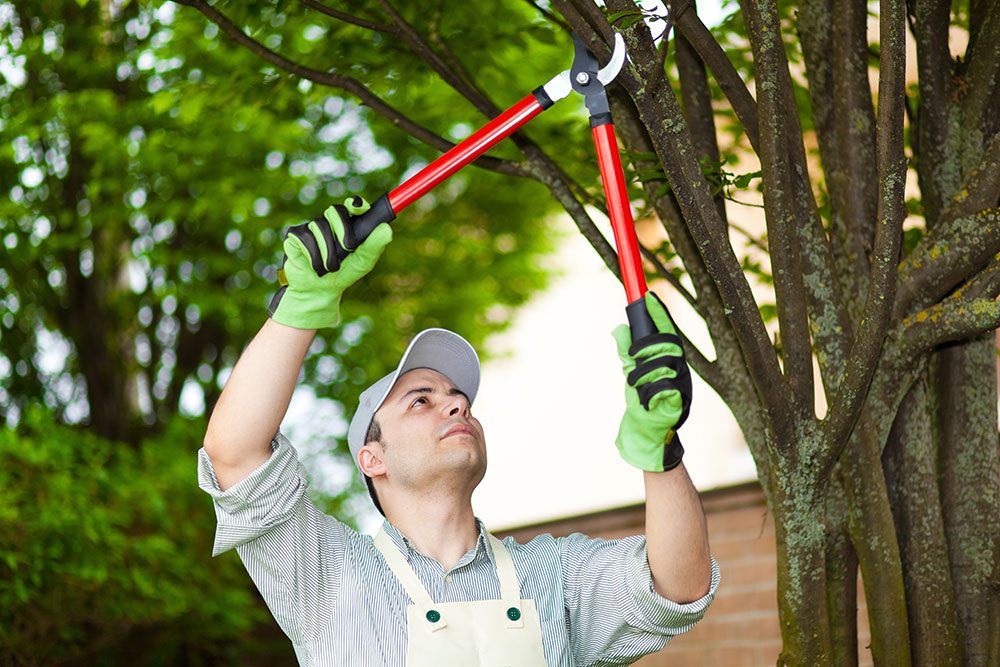 Stump Grinding