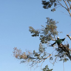 Topping your Trees