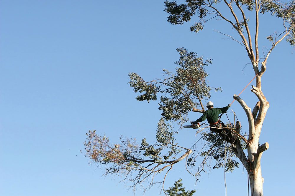 Stump Grinding Brisbane Northside