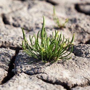 California Drought Effects