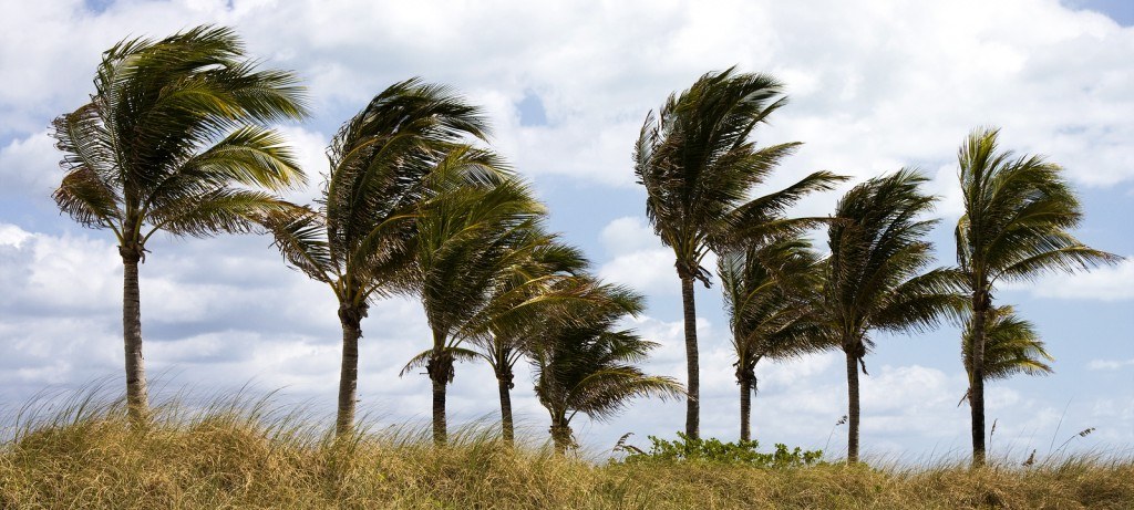 Palm Trees Blowing in Rough Winds