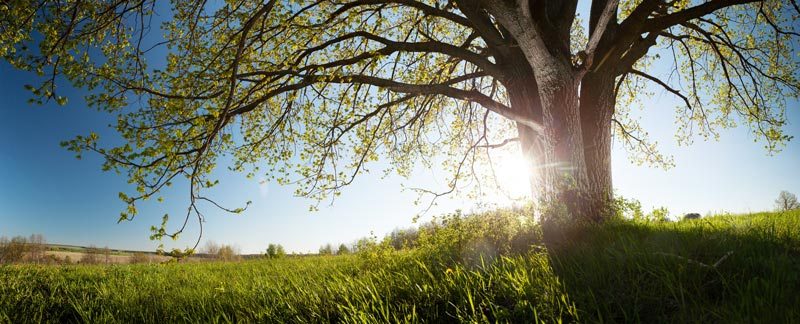 Sunny oak tree