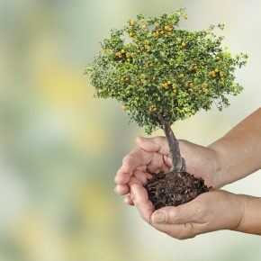 Orange Tree in Hands