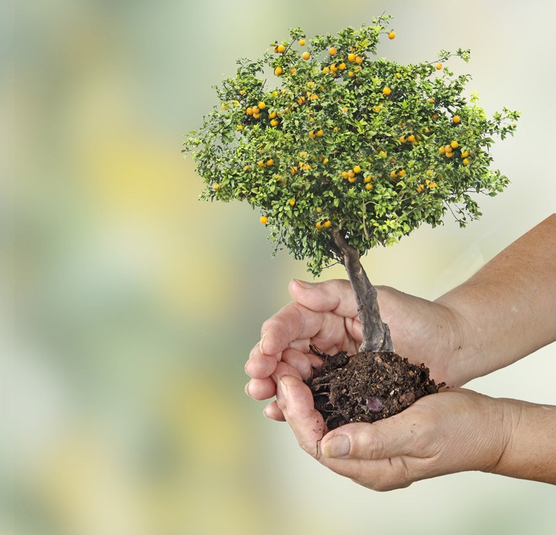 Orange Tree in Hands