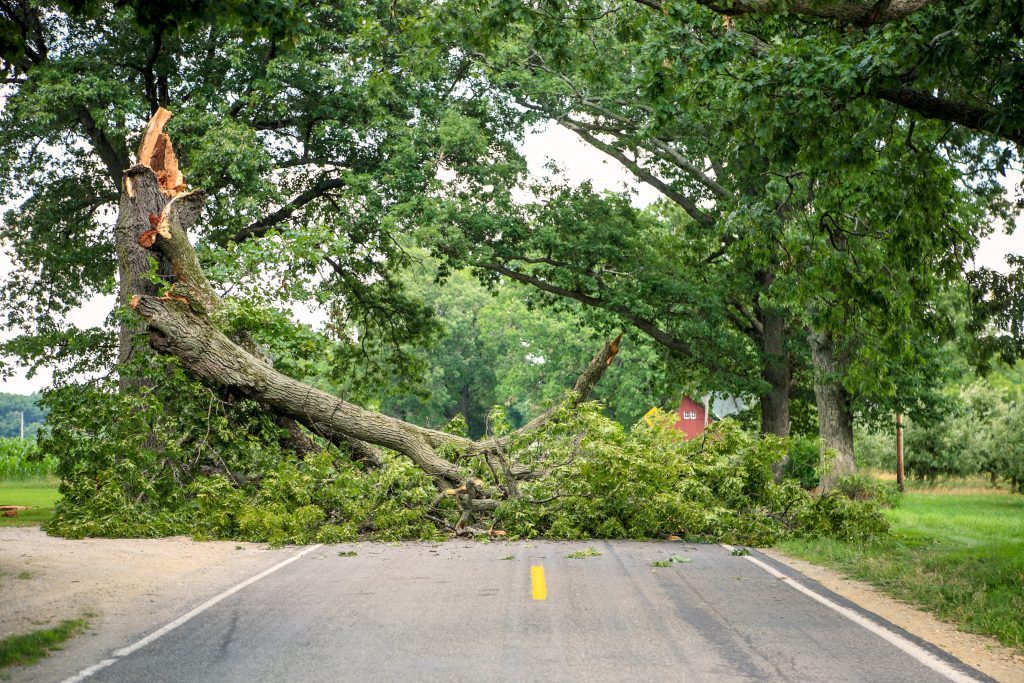 Sonoma County tree care issues