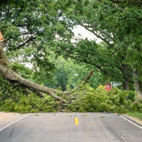 Sonoma County tree care issues