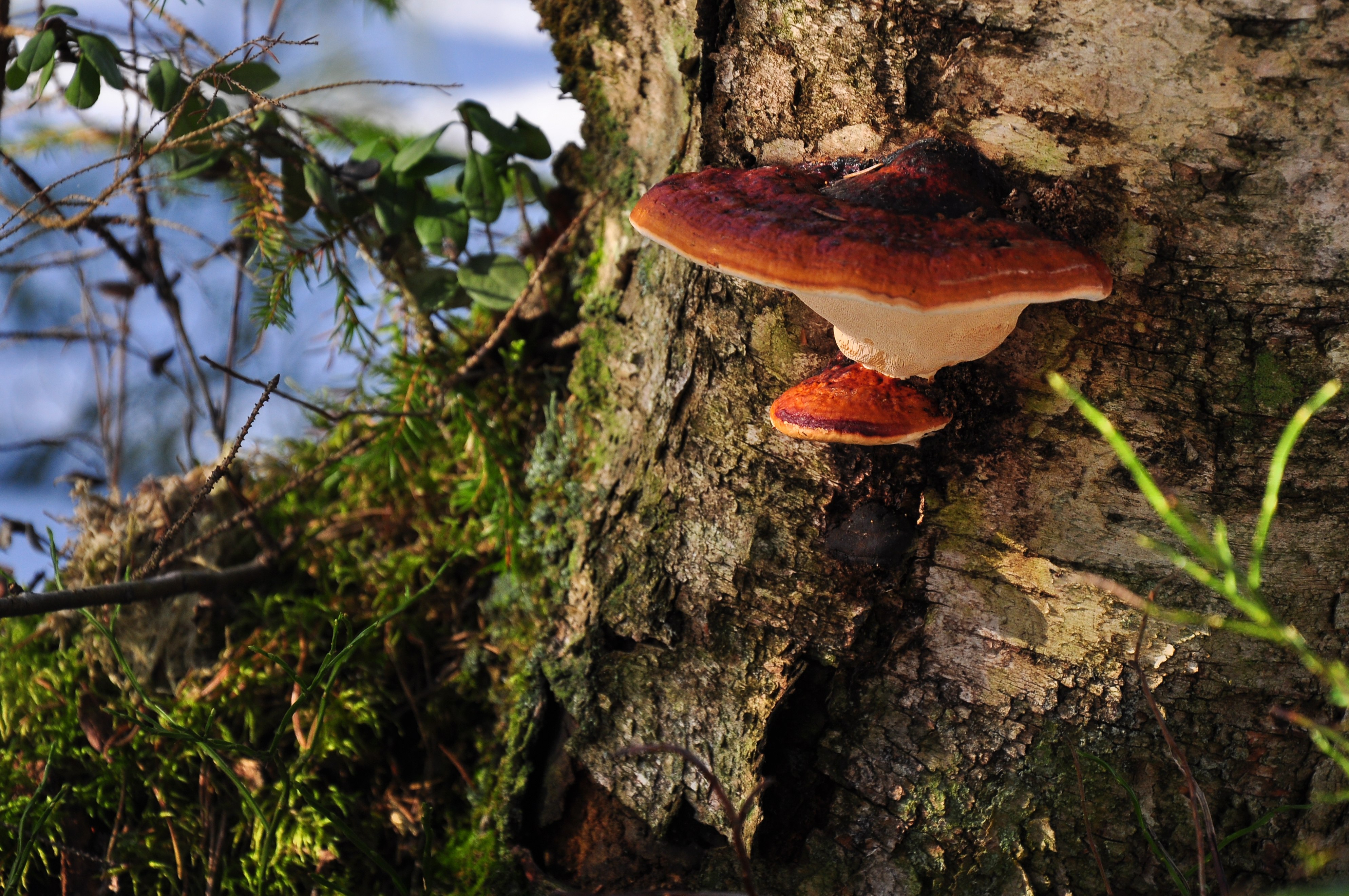 Fungus growing on trees in Sonoma County