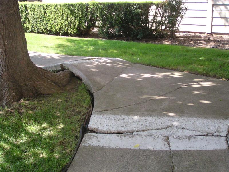 Tree roots pushing up sidewalk tree care issues