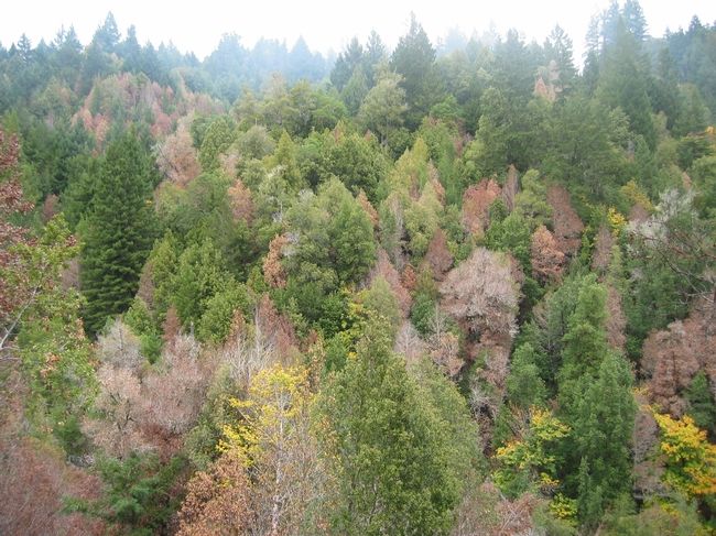 Sudden oak tree death in Sonoma County