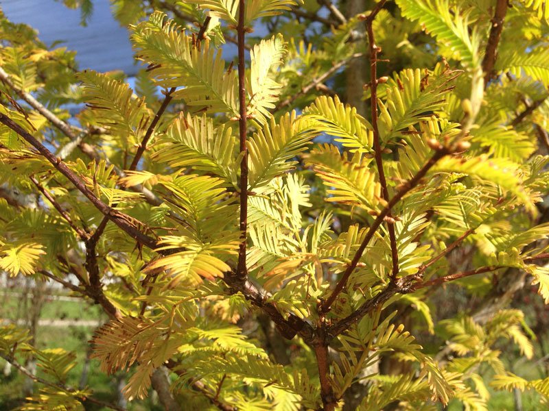 Yellowing needles on redwood tree in Sonoma County