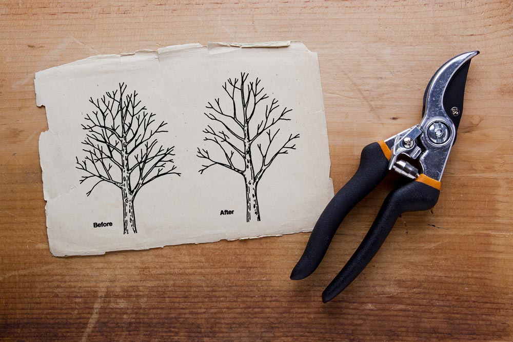 Pruning shears next to a before and after tree pruning diagram