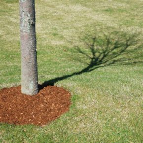 Young tree surrounded by mulch.