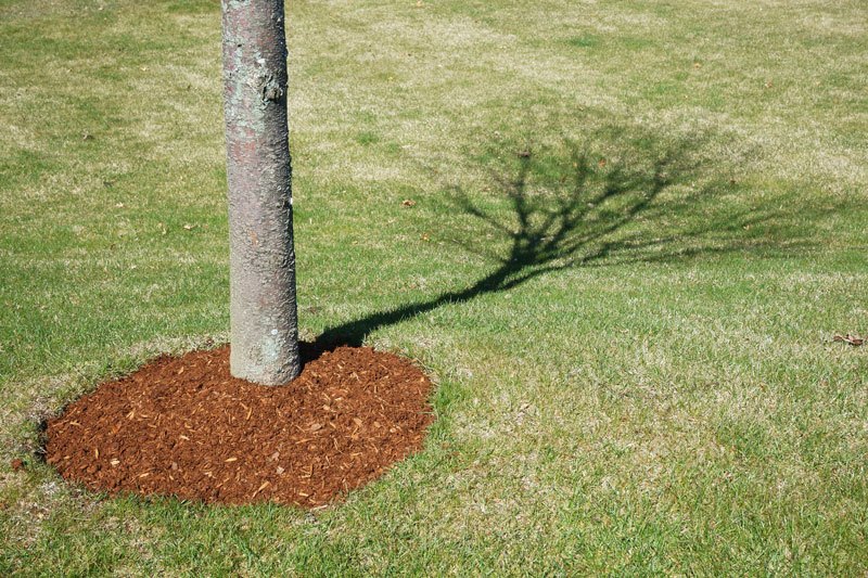 Young tree surrounded by mulch.