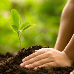 Young tree sapling freshly planted