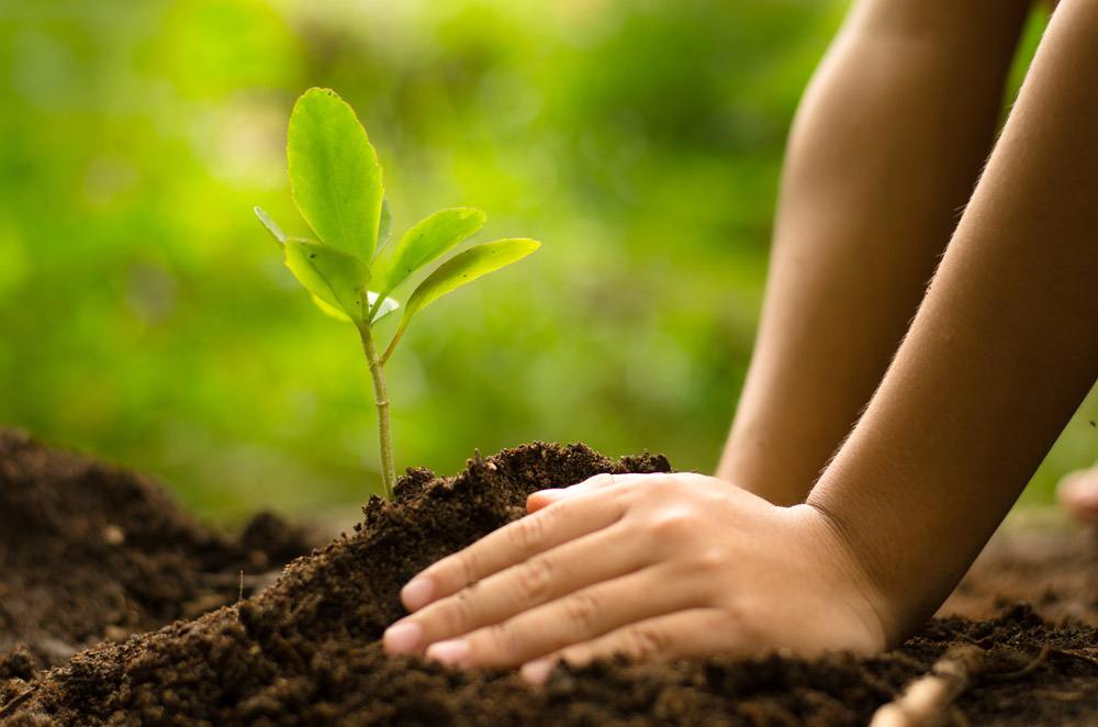 Young tree sapling freshly planted