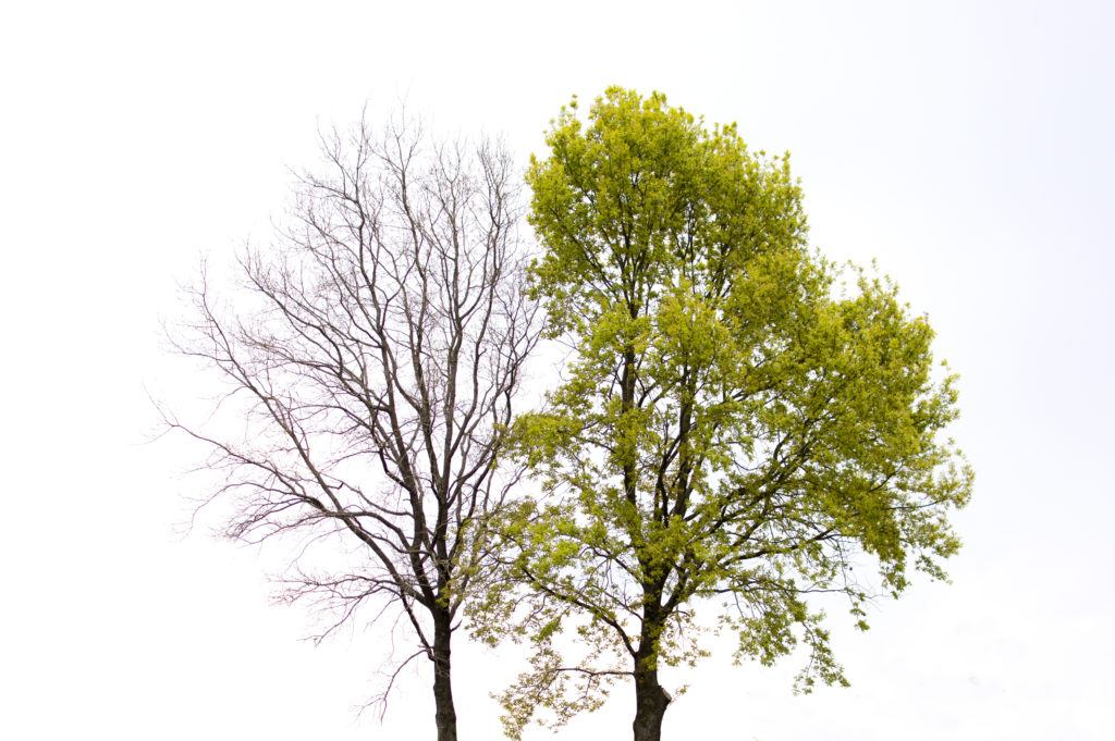 a leafy healthy tree next to a bare dying tree