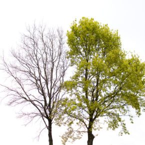 a leafy healthy tree next to a bare dying tree