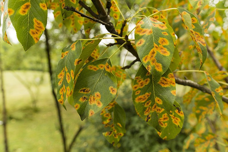 leaves on tree with orange and yellow spots on them
