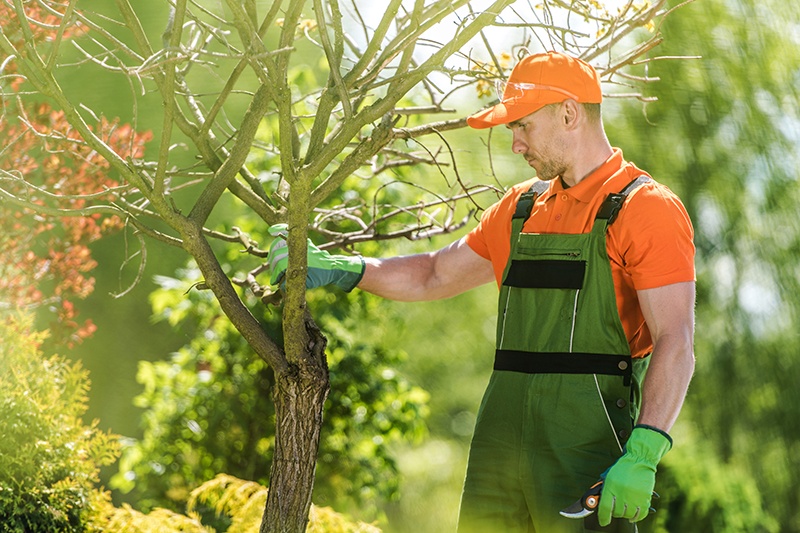 professional male tree care expert taking a look at a tree in a yard
