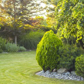 sunny backyard with fresh cut lawn and multiple trees