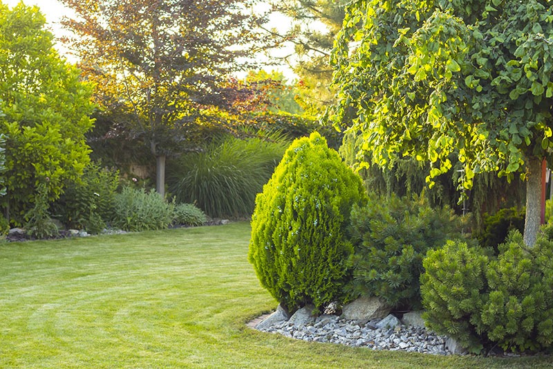 sunny backyard with fresh cut lawn and multiple trees