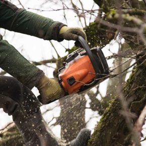 a close up view of a person using a chainsaw to cut branches off a large oak tree
