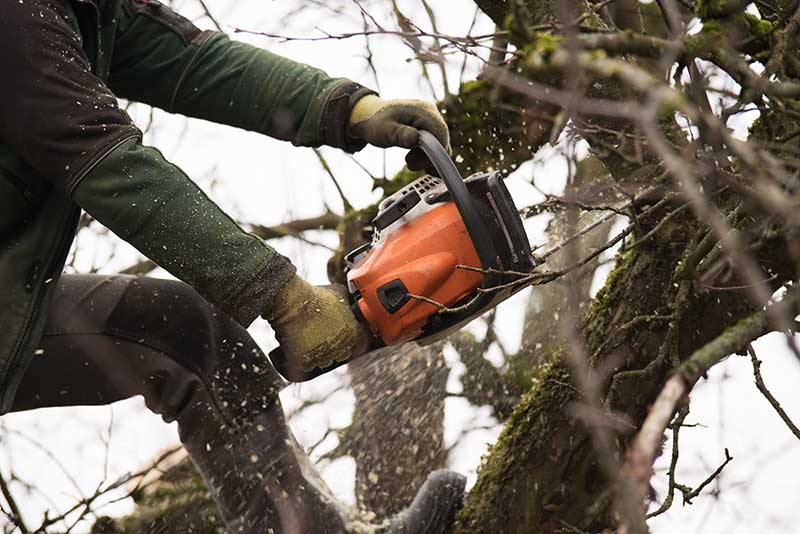 a close up view of a person using a chainsaw to cut branches off a large oak tree