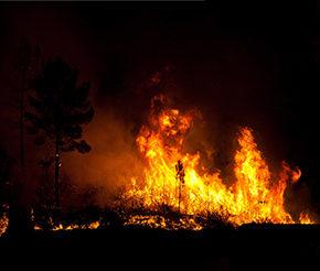 wildfire burning trees and grassland at night