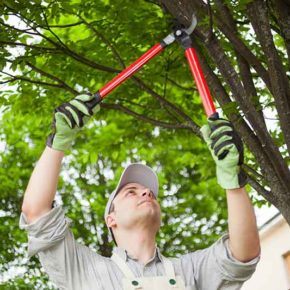 Professional gardener pruning a tree next to a house