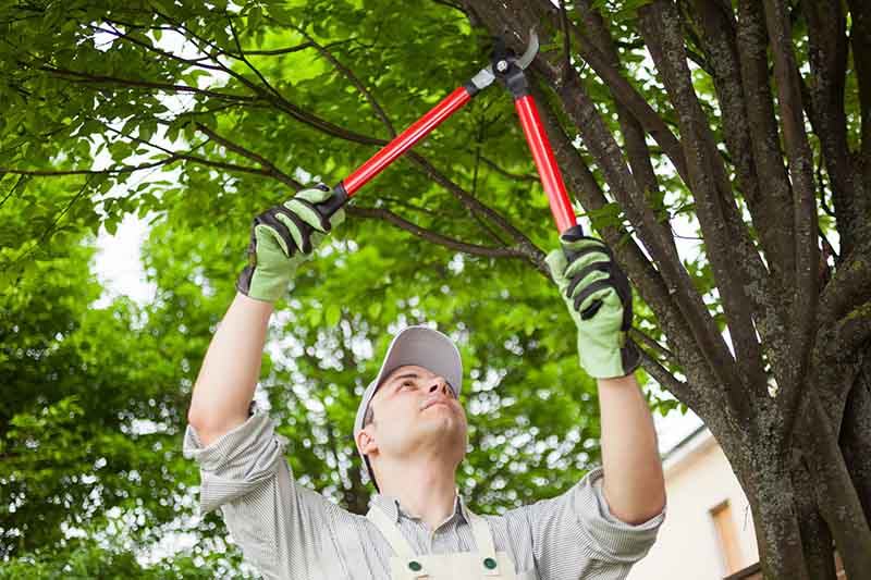 Professional gardener pruning a tree next to a house