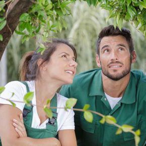 a man and women inspecting a tree up close for common pests
