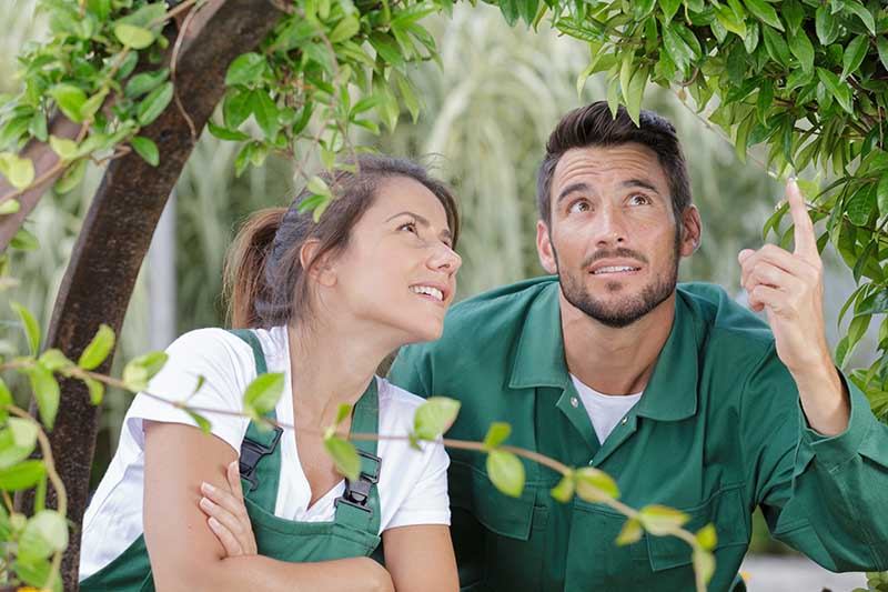 a man and women inspecting a tree up close for common pests