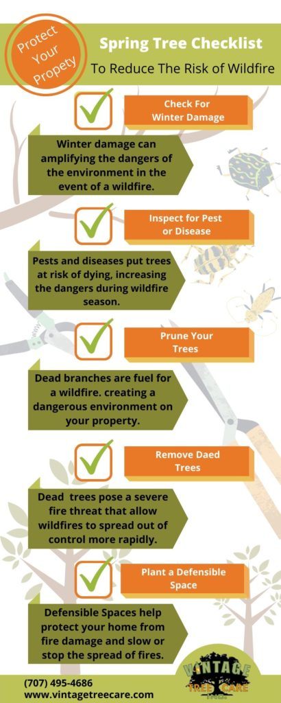infographic of spring tree check list to reduce wildfire risk