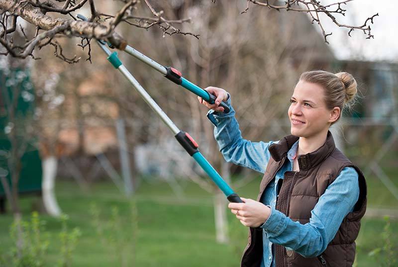 women pruning her trees in springtime for wildfire safety