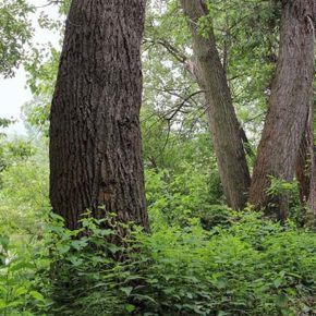 trees on property with a lot of ladder fuels