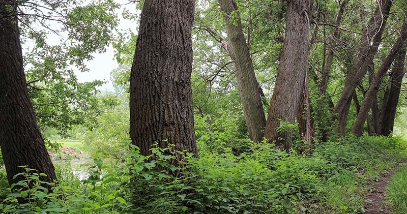 trees on property with a lot of ladder fuels