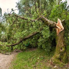 tree failure