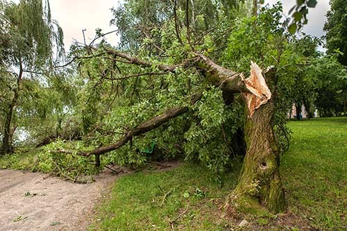 tree failure