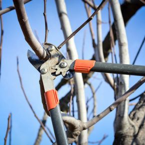 a certified arborist pruning a dormant tree during the winter while it has no foliage or leaves