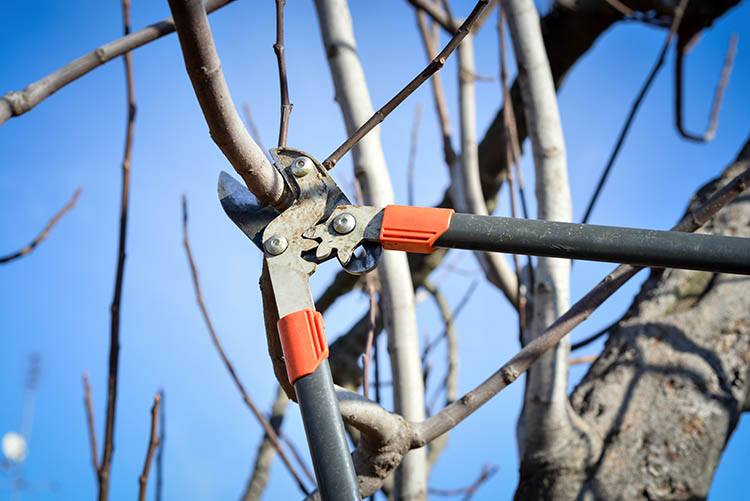 a certified arborist pruning a dormant tree during the winter while it has no foliage or leaves