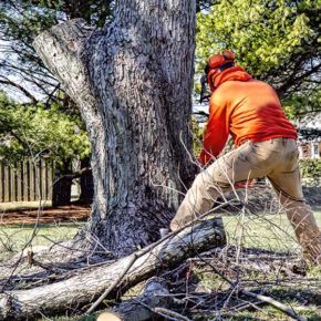 certified arborist removing dead tree from front yard of home