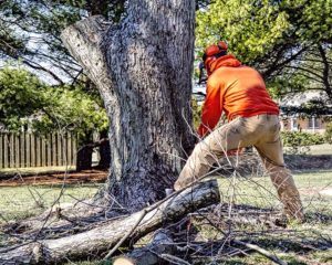 certified arborist removing dead tree from front yard of home